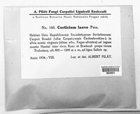 Cylindrobasidium laeve image